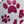 CANE A BORDO